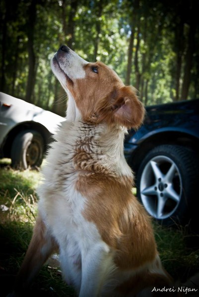 Dog