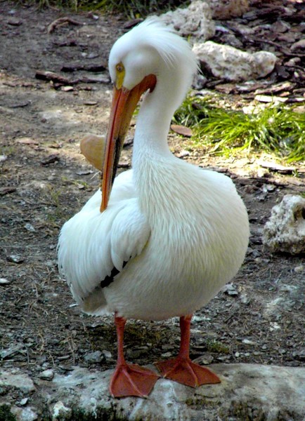 American White Pelican