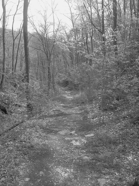 Sunny Trail