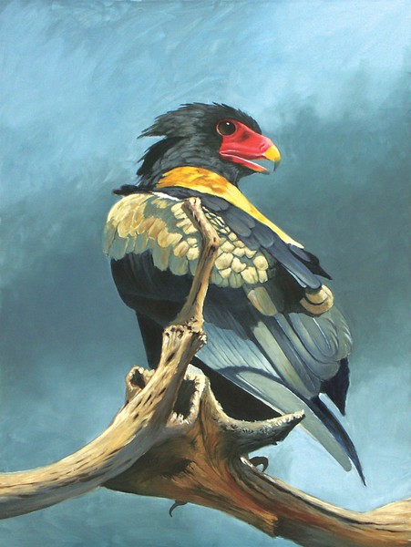 Short Tail Eagle
