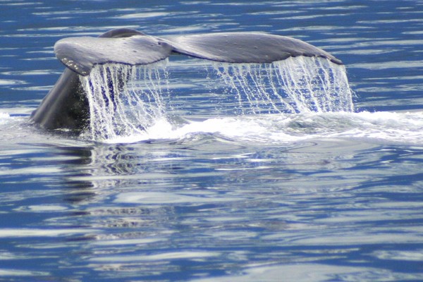 Strings of Pearls from the Tail of a Whale