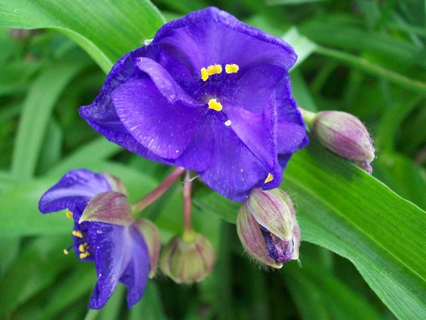 Spiderwort