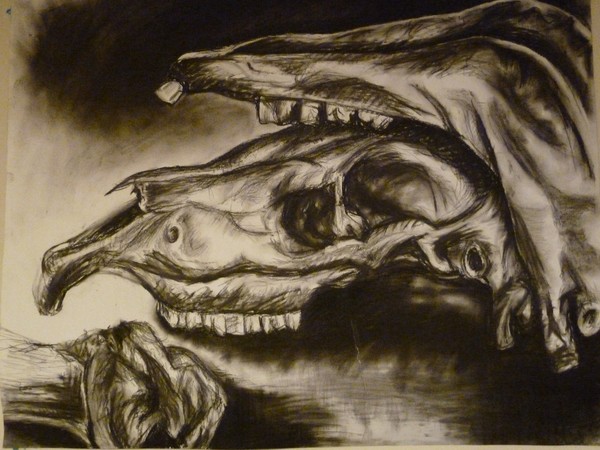 horse skull