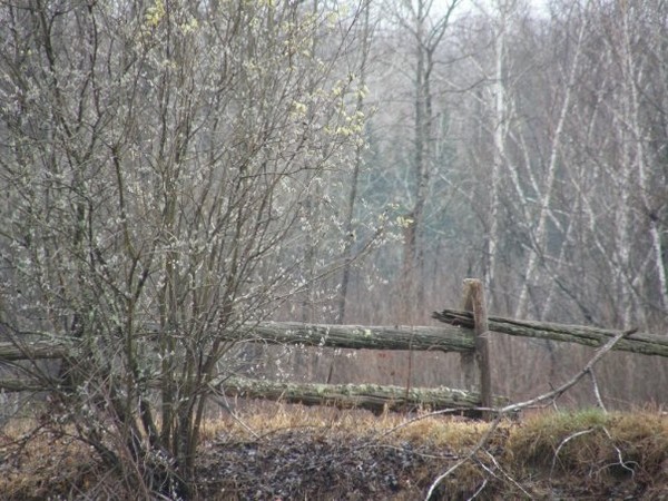 spring