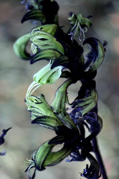 Macropidia 'Black Kangaroo Paw'
