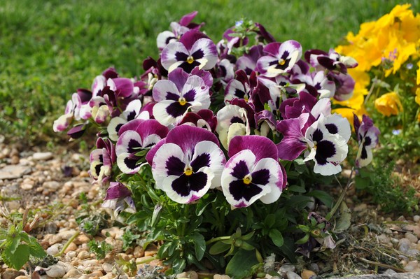 Pansies