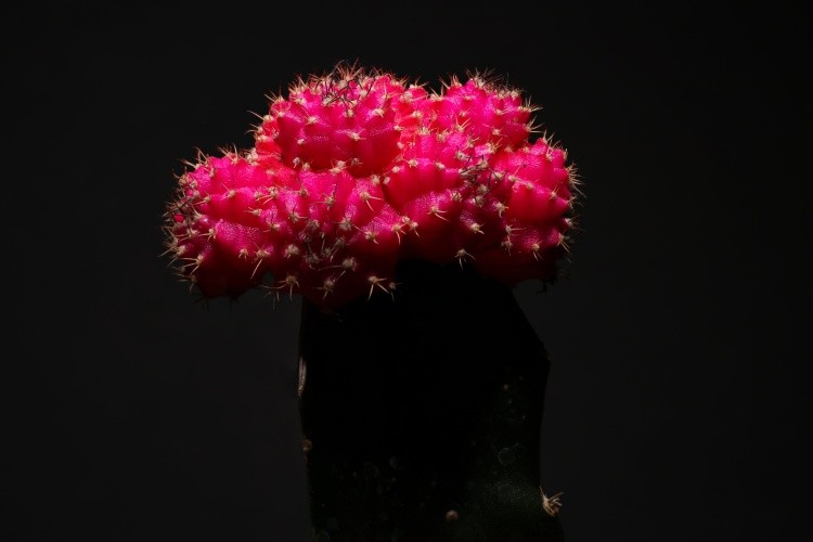 funny cactus