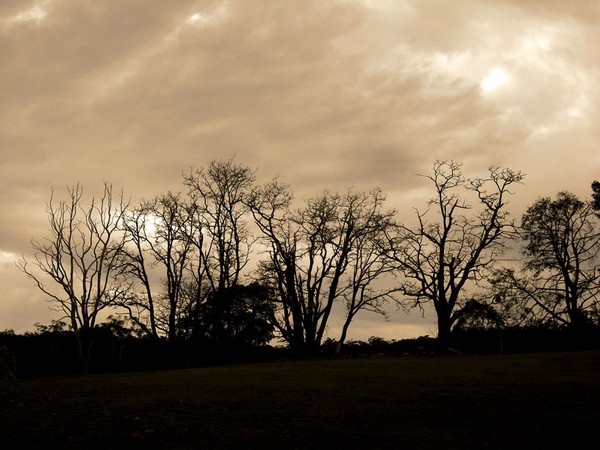 Trees