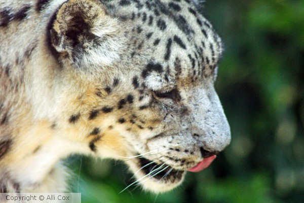 Snow Leopard