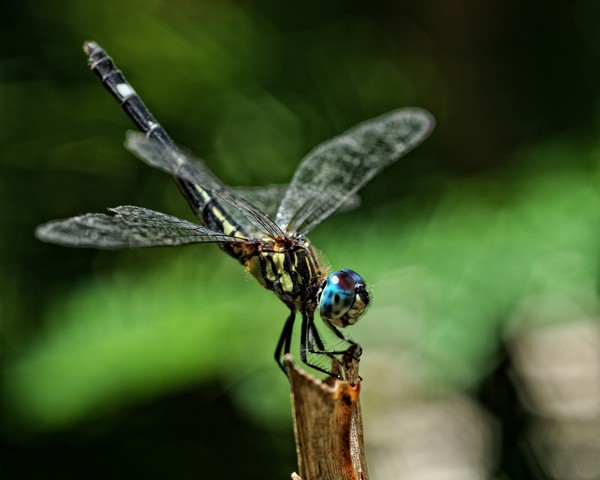 Bahamian Dragon Fly