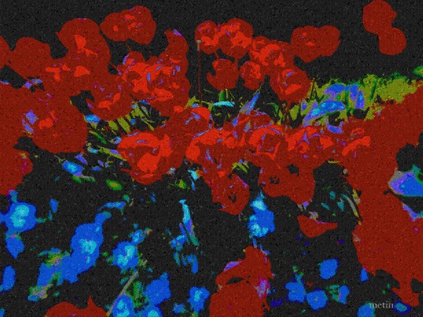 red tulips