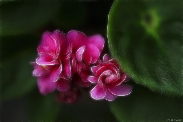 Violets Of Pink