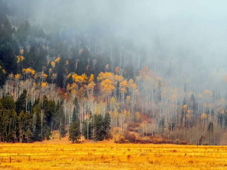 Autumn Fog