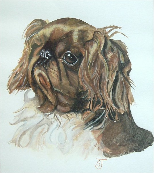 Spaniel