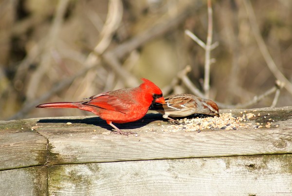 Some More Birds From Cherry Hill Gate