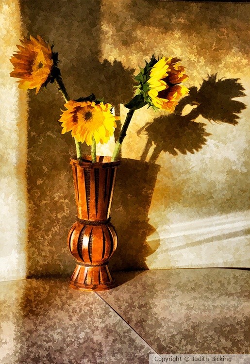Sunflower Shadows