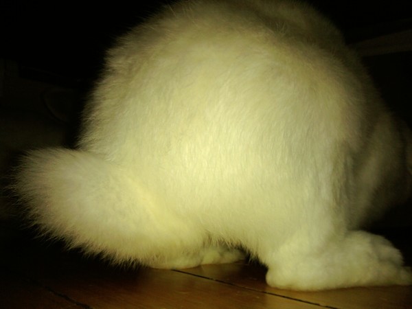 rabbit
