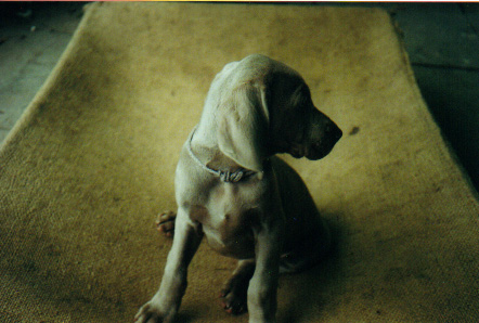 Puppy 1 