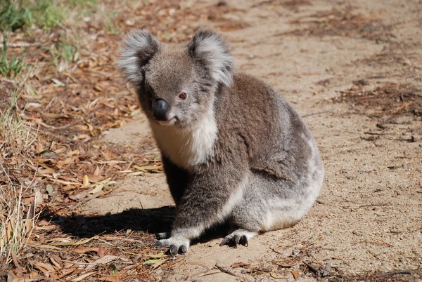 Koala