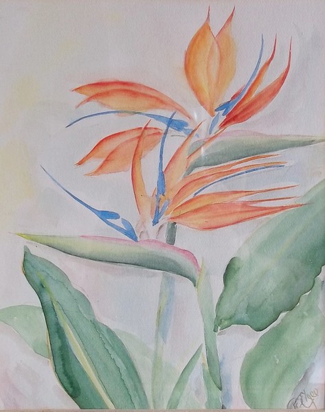 Bird of Paradise