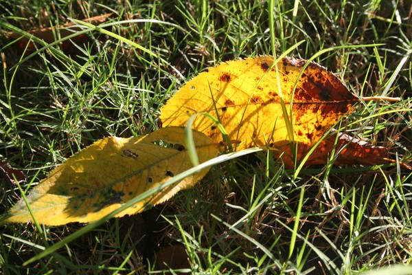 Autumn