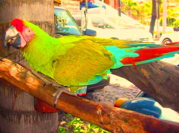 Parrot