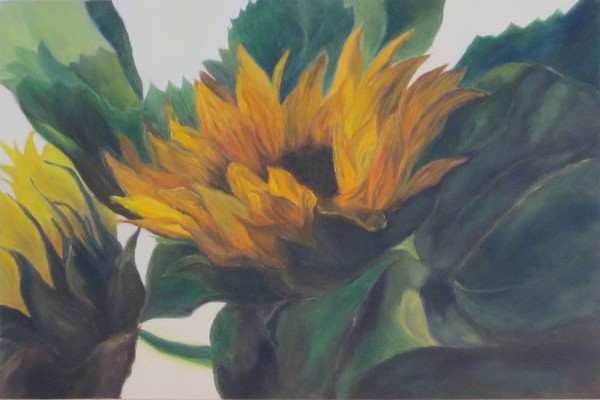 Helianthus