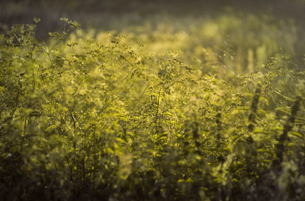 meadow in the sunset