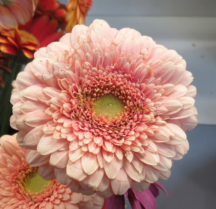 PEACH GERBERA