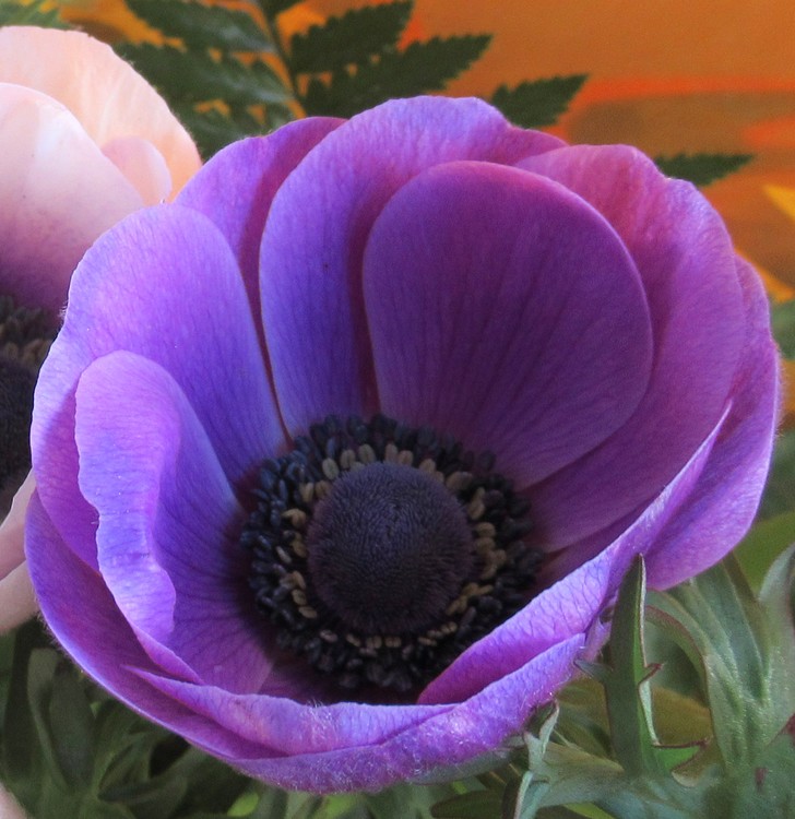 PURPLE ANEMONE