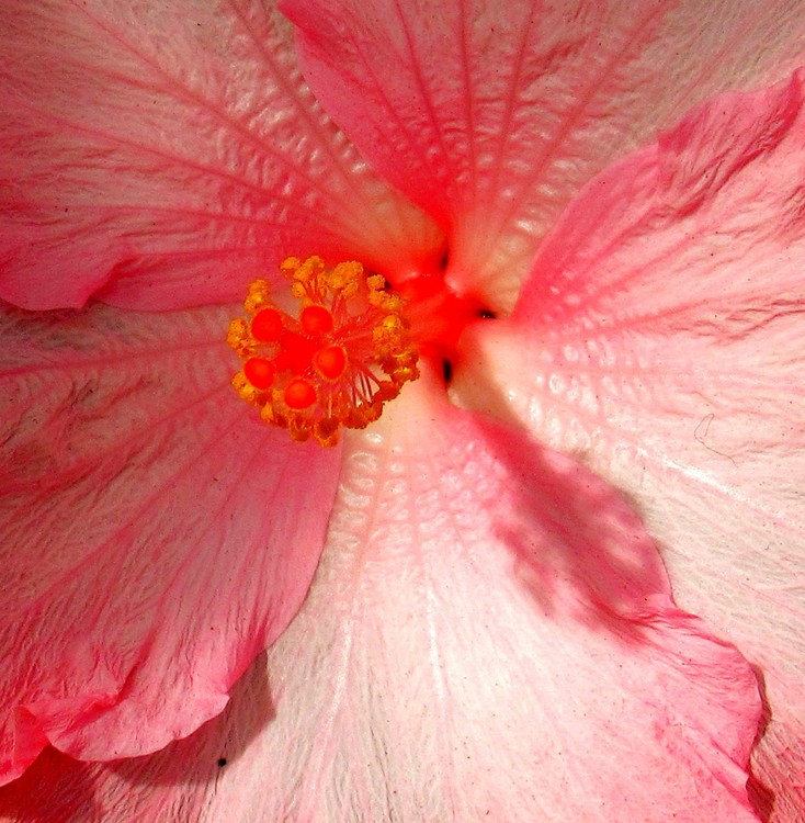 HIBISCUS TEXTURE