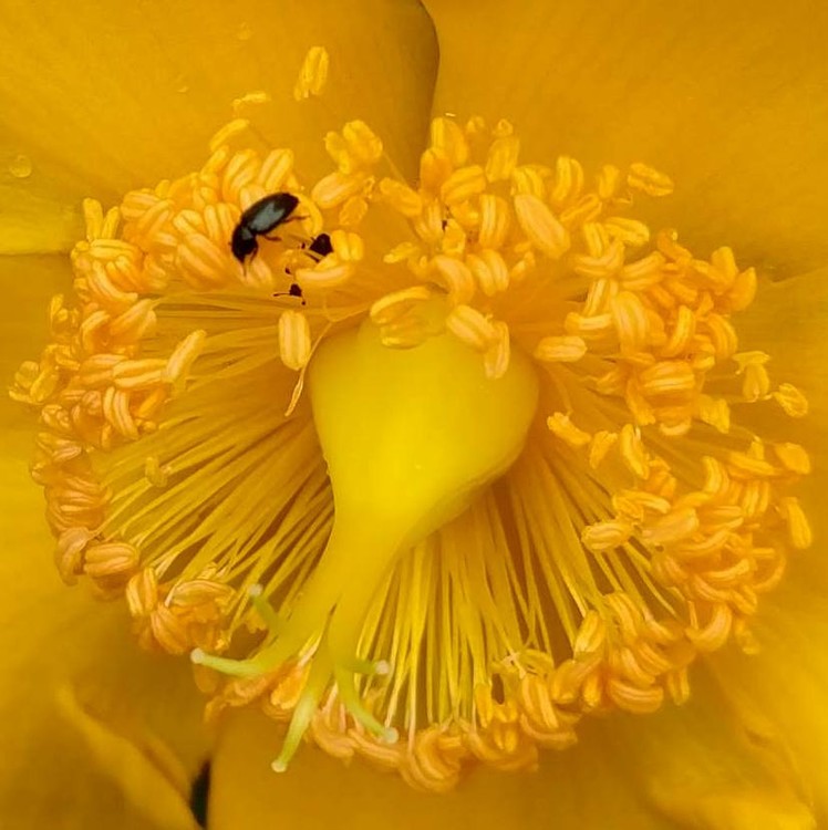 ST-JOHN'S WORT + VISITOR