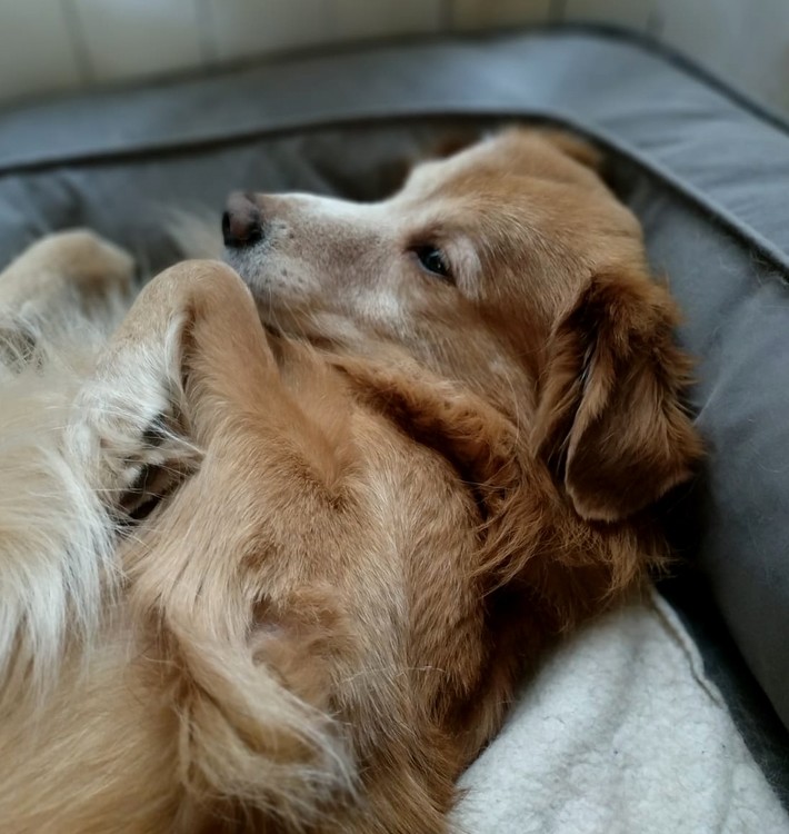 A TREASURE OF A DOG
