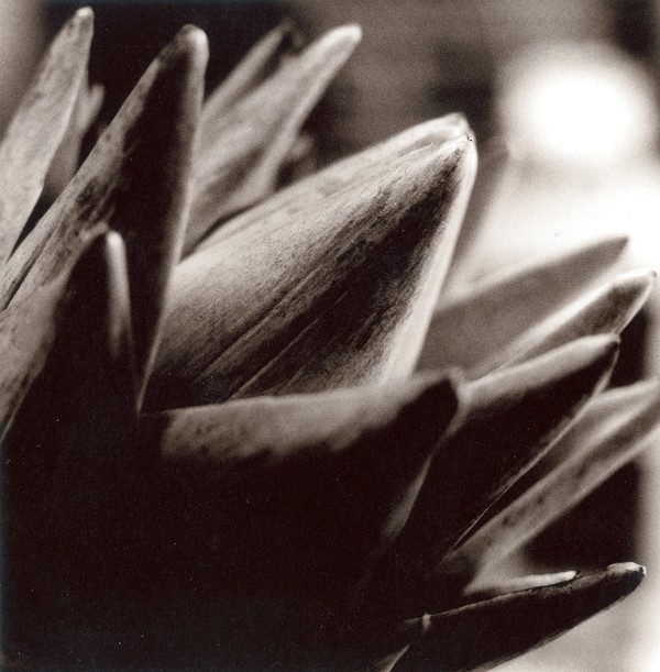 Artichoke #1