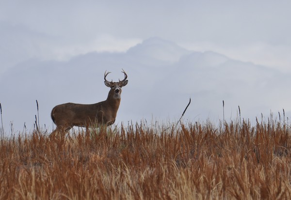 Mule Deer