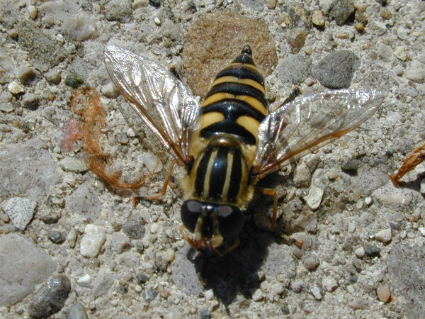 Portrait of a Bee