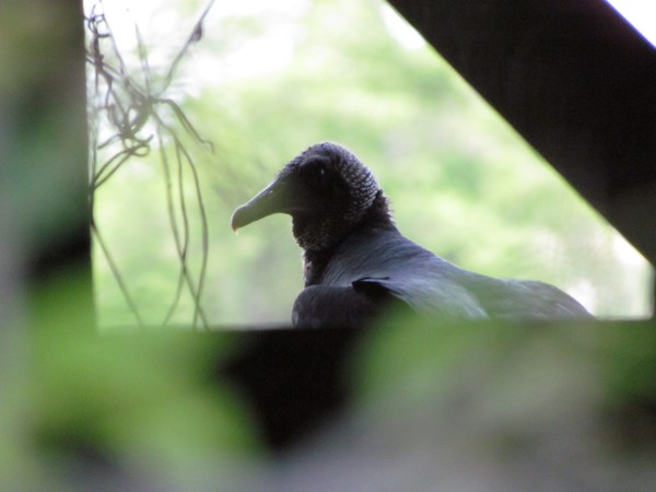 buzzards roost