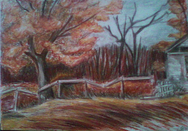 The Old Maple