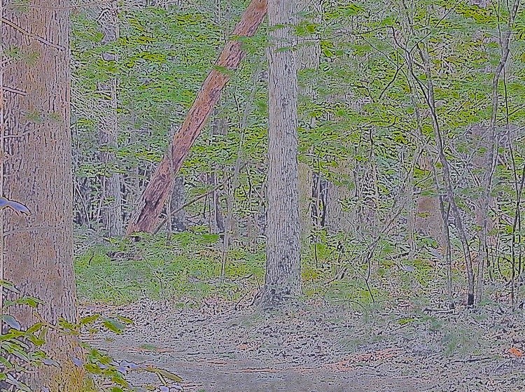woods