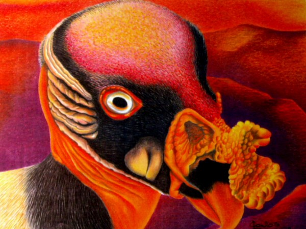King vulture