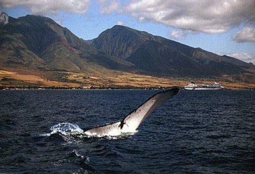 whale 1