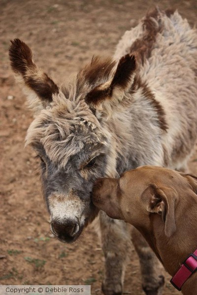 Minature Donkey