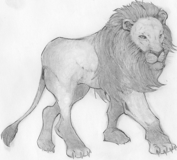 lion