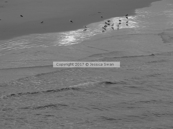 Early Birds