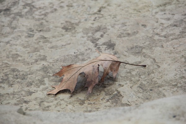 Winter Remnants