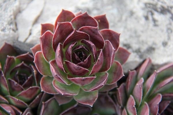 Hens and Chicks