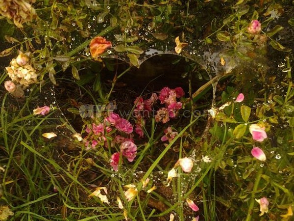 spiderweb heart photo