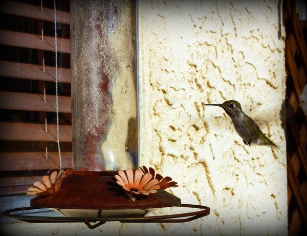Hummingbird