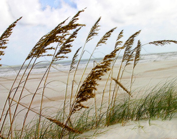 Sea Oat, ne1065