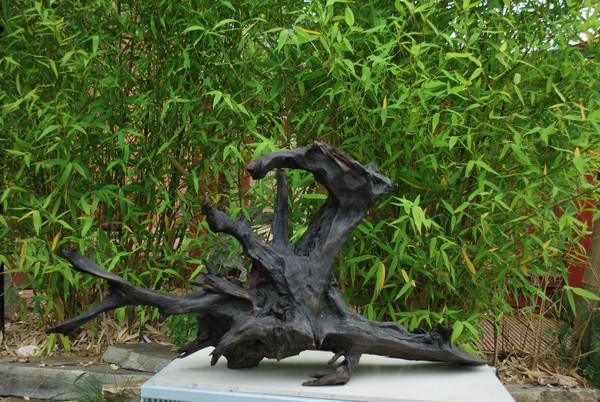 BOG WOOD